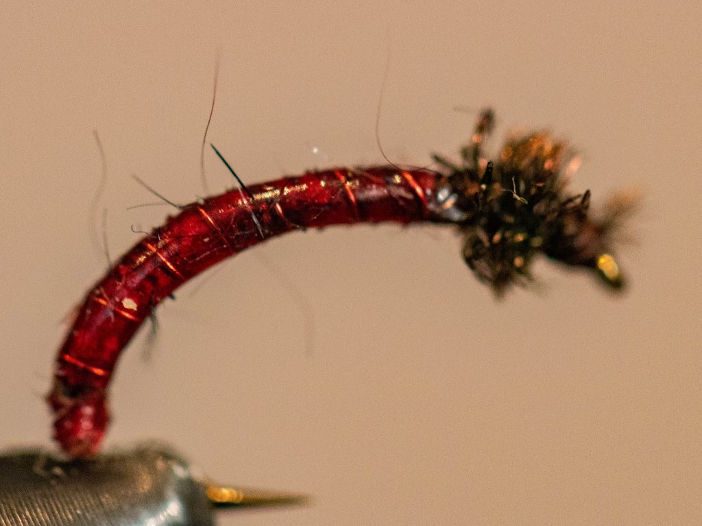 Bloodworm Midge Pupa