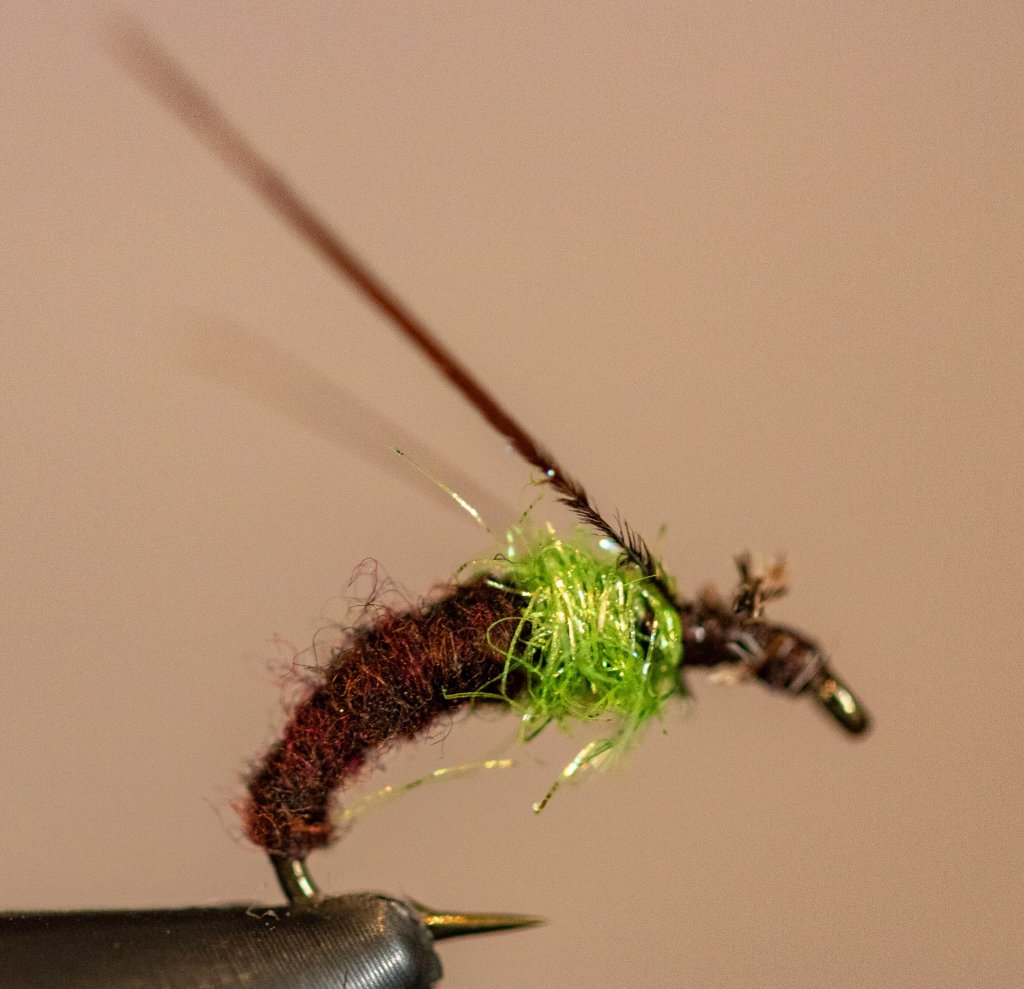 Drowned Caddis